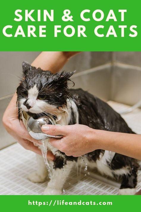 Cat Care Routine, How To Care For Kittens, Cat Skincare, How To Take Care Of A Cat, Cat Hygiene Tips, How To Care For Kittens Tips, How To Bathe A Cat, Cats Grooming, Kitten Checklist