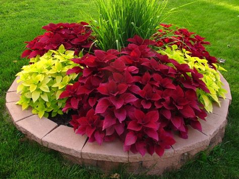 Small Front Garden Under Window, Red And Green Garden, Landscape Ideas For Retaining Wall, Coleus Flower Bed, Red Coleus Plant, Coleus Garden Ideas, Flowerbeds Front Of House Texas, Commercial Landscape Design Ideas, Coleus Landscaping