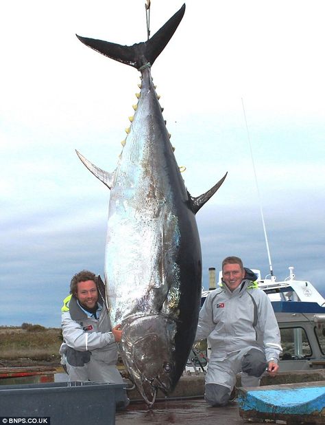 What a catch! Marc Towers (left) and Neil Cooke caught this enormous 1000lb blue fin tuna on a fishing trip off Nova Scotia Bluefin Tuna Fishing, Bluefin Tuna, Tuna Fishing, Giant Animals, Big Game Fishing, Fishing Photos, Monster Fishing, Salt Water Fish, Tuna Fish