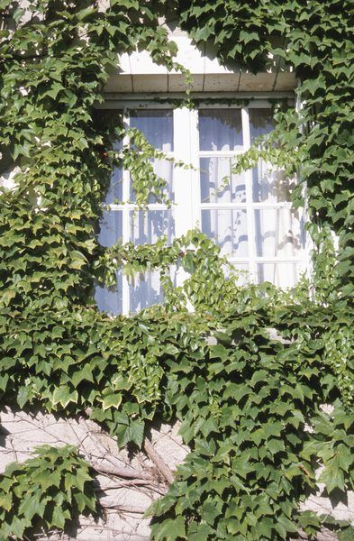 Ivy Plant Indoor, English Ivy Plant, Creepers Plants, Climbing Ivy, Hedge Shears, Ivy Cottage, Ivy Wall, Ivy Vine, English Ivy