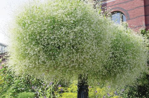 Diamond Frost Euphorbia produces clouds of dainty white colored leaves (bracts) that elegantly complement other plants in containers or landscape beds Diamond Frost Euphorbia, Diamond Frost, Floating Garden, April Flowers, Full Sun Plants, Plants For Hanging Baskets, Moon Garden, Sun Plants, Outdoor Flowers