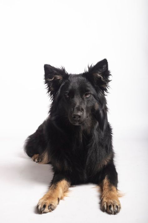 All Black Border Collie, Black Border Collie, Border Collie Black, Jackie Moon, Black Dogs, Dog Kisses, Border Collie Mix, Collie Mix, Dream Dog