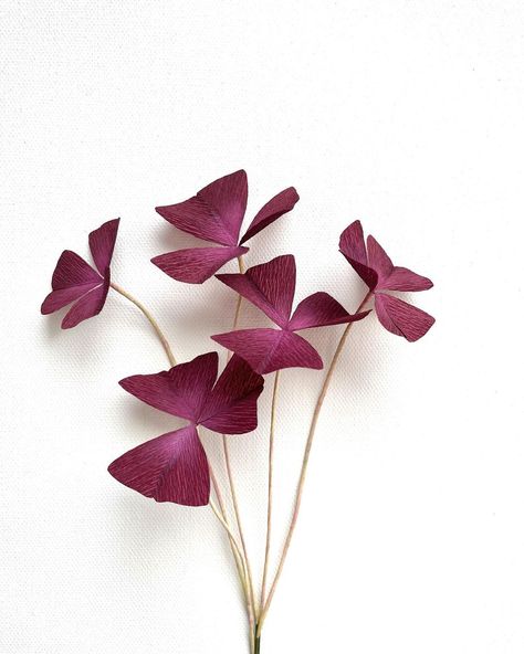 Oxalis Triangularis Tattoo, Oxalis Tattoo, Oxalis Plant, Purple Oxalis, Shamrock Plant, Purple Shamrock, Oxalis Triangularis, Flower Reference, Feather Artwork