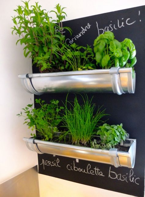 Mount short sections of an eaves trough to a chalkboard for a chic and modern herb garden. Kebun Herbal, Gutter Garden, Herb Garden In Kitchen, Taman Diy, Tanaman Indoor, Jardim Diy, Kitchen Herbs, Vertical Gardens, Indoor Herb Garden