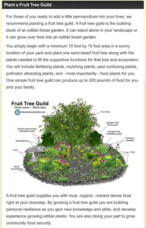 Mulberry Tree Guild, Plant Guilds Gardens, Permaculture Guilds, Fruit Tree Guild, Tree Guild, Backyard Orchard, Bee Yard, Backyard Play Spaces, Urban Forestry