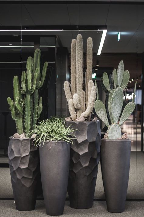 Kaktus Dan Sukulen, Potted Cactus, نباتات منزلية, Potted Plants Outdoor, Plant Decor Indoor, Outdoor Gardens Design, House Plants Decor, Succulents Garden, Backyard Landscaping Designs