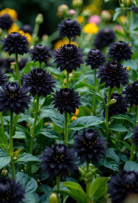 30 Dark Flowers And Plants To Add Mystery To Your Garden Black Knight Butterfly Bush, Black Elephant Ears, Black Lace Elderberry, Black Mondo Grass, Purple Shamrock, Silver Plant, Goth Garden, Gothic Garden, Crape Myrtle