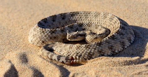 Sidewinder Snake, Largest Snake, Namib Desert, Snake Venom, Snake Design, American Southwest, Reptiles And Amphibians, Amphibians, Snakes