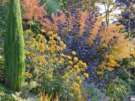 Mixed Shrub Border for Full Sun Shrub Border, Tree Border, Outdoor Hosting, Pacific Northwest Garden, Full Sun Shrubs, Tree Borders, Italian Cypress, Cupressus Sempervirens, Garden Shrubs