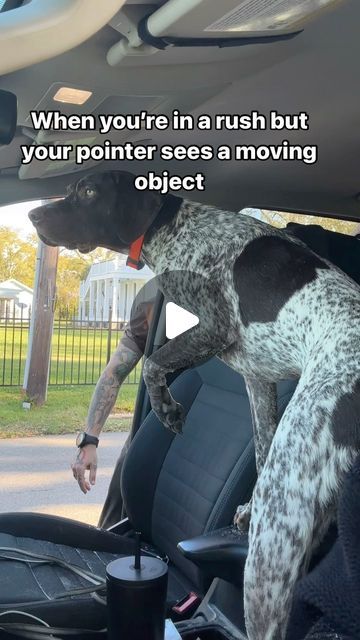 Bodi Van Sumeren on Instagram: "Patience… a quality we quickly learned as a pointer parent 😅
•
•
•
#gsp #gspdad #gspofinstagram #gspcommunity #gspoftheday #pointerpuppy #pointerdog #pointeroftheday #pointeraddicted #pointerproblems #birddog #huntingdog #huntingdogs #huntingdogsofinstagram #huntingdogtraining #germanshorthairedpointersrule #germanshorthairedpointerlife #germanshorthairedpointer #germanshorthaired" Gsp Dogs, Pointer Puppies, Pointer Dog, Bird Dogs, German Shorthaired Pointer, March 25, Hunting Dogs, Dog Life, Dog Training