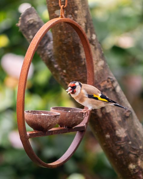 Welcome small songbirds to your garden with our handmade outdoor metal hanging bird feeder. This handcrafted hanging bird feeding station accommodates various seed types and adds a rustic touch to gardens of any size. Built to withstand the test of time, our hanging bird feeder promises years of enjoyment as you observe it naturally weathering with rainfall. Create a secure and inviting feeding environment for local small birds while enhancing the charm of your garden with our durable and though Birds Water Feeder Ideas, Bird Feeder Design, Bird Feeder Station Ideas Diy, Bird Feeding Station Ideas, Simple Bird Feeder, Bird Feeding Table, Bird Feeder Station, Metal Bird Feeders, Garden Wildlife