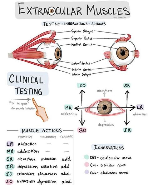 (Day 523) a review of extraocular muscles. A great suggestion from a super smart cousin and soon-to-be optometrist 👀. . Also some people… Optometry Education, Optometry School, Studie Hacks, Medicine Notes, Nursing Student Tips, Medical Student Study, Nursing School Survival, Medicine Student, Nursing School Studying