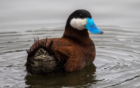 Ruddy Duck, Interesting Birds, Duck Stamp, Water Birds, Drawing Images, Swans, Bird Feathers, Ducks, Beautiful Nature