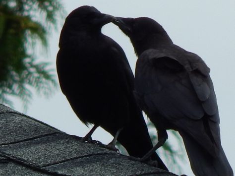 Baby Crows, Gothic Culture, Black Birds, Jackdaw, Crows Ravens, Kraken, Crows, Ravens, Black Bird