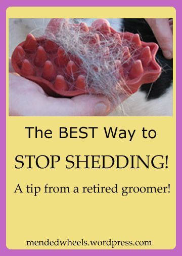 I used to be a dog groomer! This one simple tool will help stop shedding in your house. It's so easy even the kids can safely help! It's the most AMAZING product I've ever used! Dog Shedding, Irish Wolfhound, Dog Info, Pet Hacks, Dog Health, Pet Health, Dog Care, Pet Grooming, Pet Hair