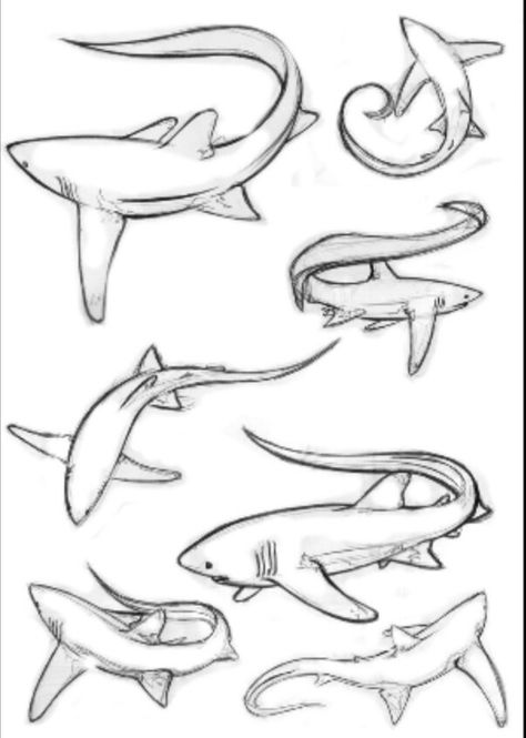 Thresher shark tattoo idea Thresher Shark, Shark Tail, Shark Drawing, Shark Coloring Pages, Shark Art, Shark Tattoos, Animal Sketches, Drawing Tips, Art Drawings Sketches