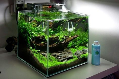 Aquarium For Home, Aqua Planet, Aquarium Home, Fish Aquarium Decorations, Fish Tank Themes, Amazing Aquariums, Fish Tank Terrarium, Cool Fish Tanks, Aquascape Design