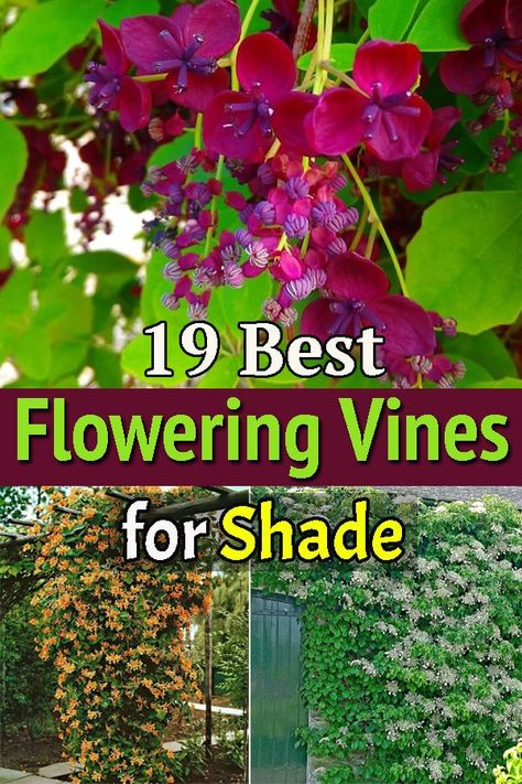 Finding it difficult to choose a blossoming vine for a shaded location? Don't worry! Our list of Flowering Vines for Shade is going to come in handy! Shade Loving Vine, Vines For Shade Climbing, Trailing Shade Plants, Vines That Grow In Shade, Growing Vines On House, Shade Loving Climbing Perennials, Shade Climbers Plants, Climbing Flowers For Shade, Shade Loving Climbing Plants