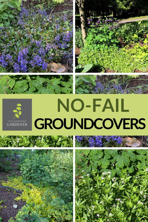 Groundcover Landscaping, Alternative To Mulch Landscaping, Cheap Mulch Alternatives, Mulch Alternative Ideas, Instead Of Mulch What To Use, Mulch Alternatives, Forestry Mulching, Ground Cover That Chokes Out Weeds, Leaf Mulch