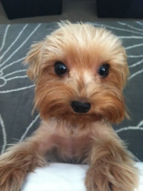 My love bug Kobe ♥ Yorkie Terrier, Yorkie Lovers, Sweet Dog, Yorkshire Terrier Puppies, Yorkie Dogs, Yorkshire Terriers, Terrier Puppies, Yorkie Puppy, Silly Dogs