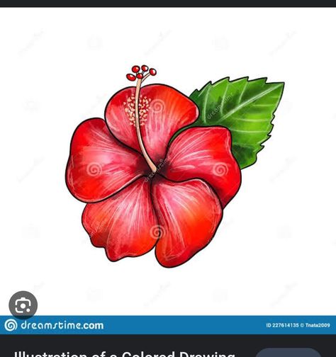 Hibiscus Flower Painting On Saree, Flower Painting On Saree, Navratri Top, Hibiscus Flower Sketch, Painting On Saree, Hibiscus Flower Painting, Hibiscus Image, Hibiscus Drawing, Hibiscus Flower Drawing