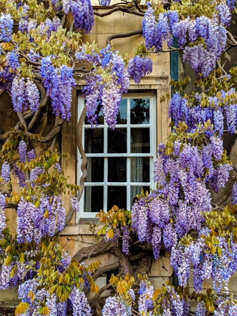 Wisteria Tree, Favourite Flowers, Dream Cottage, Barbie Dream House, Front Garden, Wisteria, Summer House, In Bloom, Abba