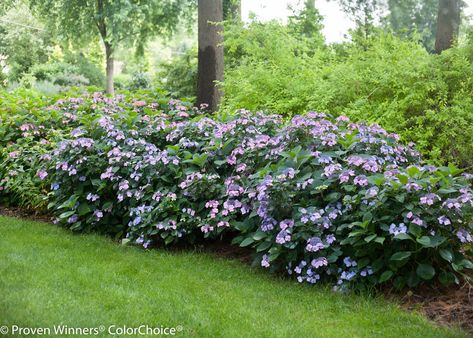 Tuff Stuff Hydrangea, Mountain Hydrangea, Garden Design Home, Minnesota Garden, Steep Gardens, Hydrangea Serrata, Hydrangea Landscaping, Front Gardens, Home Gardens