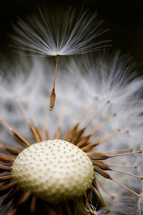 Macro Photography Tips, Digital Art Software, Dandelion Wish, Image Nature, Back Gardens, Seed Pods, Macro Lens, Back Garden, Picture Library