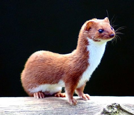 Info LINK > Weasel - Wikipedia, the free encyclopedia. (These can be seen at Gors Maen Llwyd in North Wales.) jp Animal Adaptations, British Wildlife, Border Terrier, Rodents, Animal Photo, Ferret, 귀여운 동물, Otters, Beautiful Creatures