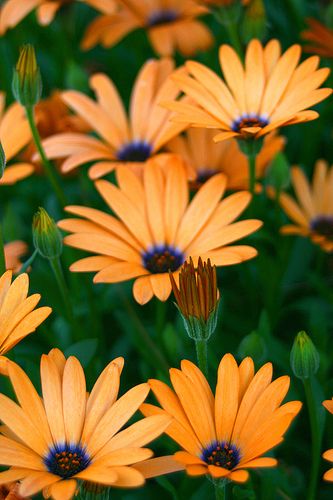 Orange and Purple African Daisies. Photo by Jennifer Burwell (Red Zena) on Flickr. African Daisies, Sunflowers And Daisies, Jolie Photo, Flower Beauty, Flowers Nature, Beautiful Blooms, Orange Flowers, Dream Garden, Amazing Flowers