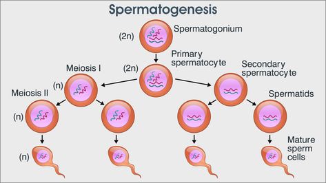 Spermatogenesis process Spermatogenesis Diagram, Reproduction In Humans, Human Reproduction, Biology Diagrams, Kinds Of Animals, Normal Body Temperature, Study Biology, Surgical Tech, Cell Division