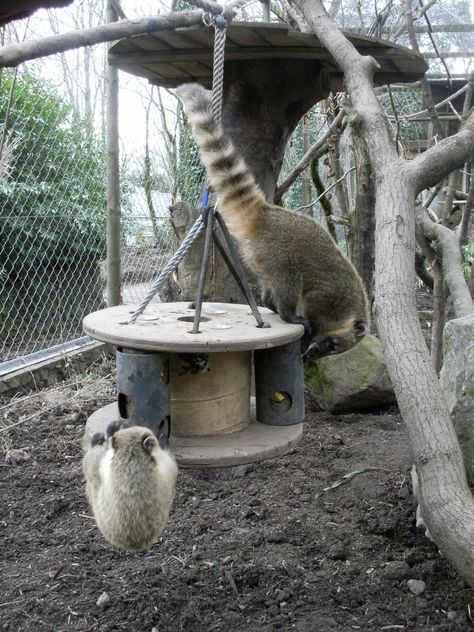 Monkey Enrichment Ideas, Coati Enrichment, Otter Enrichment, Zoo Enrichment, Enrichment Projects, Animal Enrichment, Zoo Architecture, Pet Raccoon, Wildlife Rehabilitation