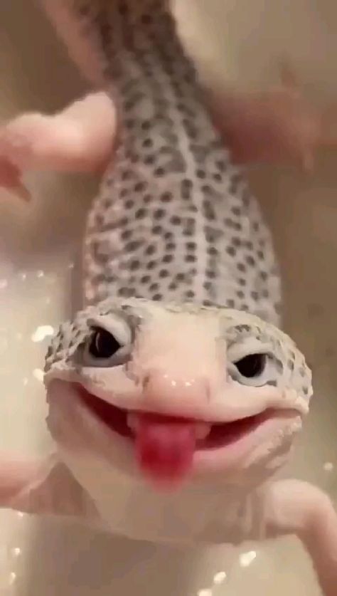 Leopard Gecko Cute, Cute Lizard, Amazing Animal Pictures, Scary Animals, Cute Reptiles, Cute Small Animals, Cute Animals Puppies, Funny Animal Photos, Leopard Gecko