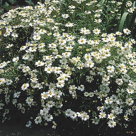 Blackfoot Daisy, Texas Plants, Types Of Shrubs, Hydrangea Quercifolia, Oakleaf Hydrangea, Dream Landscape, Gardening Zones, Yellow Plants, Black Daisy