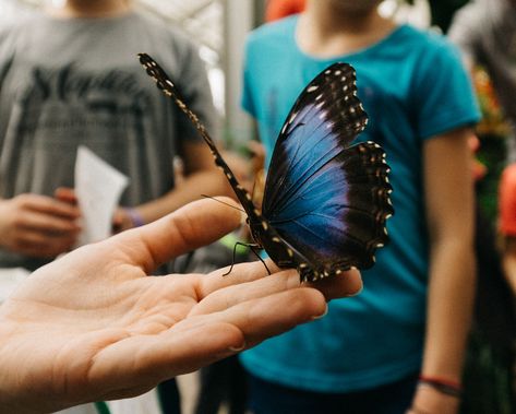 Blue Morpho butterfly, or Morpho peleides, at Butterfly Biosphere at Thanksgiving Point (Lehi, Utah). #thankspoint #thanksgivingpoint Butterfly Blue Morpho, Butterfly Biosphere, Morpho Azul, Lehi Utah, Best Wings, Moth Wings, New Year Art, Animal Family, Blue Morpho Butterfly