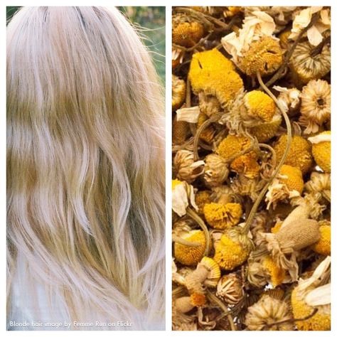 Chamomile tea can be used on blonde hair to reduce brassiness and enhance shine. It has a calming effect on the scalp and conditions hair for a softer, shinier look. Here’s how to use it: Twice a month, brew a large cup of tea and let it sit until it’s room temperature. Pour it lightly onto damp hair and massage in. After 10 minutes, rinse with cool water and style as you normally would.  #chamomile #camomile #blonde #haircare #tea #organic #herbal Tea Hair Rinse, Blonde Dye, Hair Rinse, Chamomile Tea, Blonde Hair Looks, Naturally Beautiful, Shiny Hair, Organic Beauty, Hair Conditioner