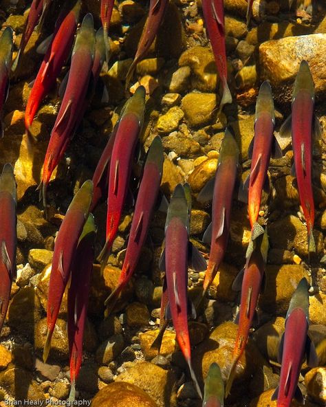 Sockeye salmon return from the ocean to spawn in streams whose watersheds often include a lake. Landlocked populations of the same species that never leave freshwater are known as kokanee salmon. Sunny Rain, Mosaic Fireplace, Salmon Species, Kokanee Salmon, Fancy Fish, Fly Fishing Art, Japanese Menu, Sockeye Salmon, Element Water