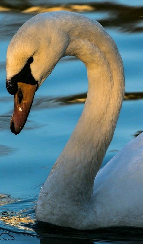 Portrait of swan in Italy. - title The Elegance of the Swan - by Nicola Franzoso Swan Reference Photo, Swan Reference, Black Swan Bird, Swan Photos, Swan Images, Swan Photo, Swan Drawing, Swan Animal, Swan Photography