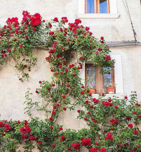 Roses Climbing a Wall in Abruzzi, Italy Cottage Reference, Roses Climbing, Red Climbing Roses, Climbing Flowers, Rose House, Climbing Rose, Garden Illustration, Aesthetic Garden, Flower Window