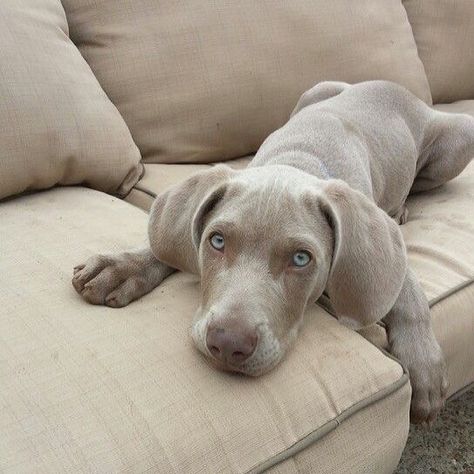 Weimaraner Puppies, Weimaraner Dogs, Dog Jokes, Funny Dog Memes, Pretty Dogs, Funny Dog Pictures, Weimaraner, Cute Dogs And Puppies, Funny Dog Videos