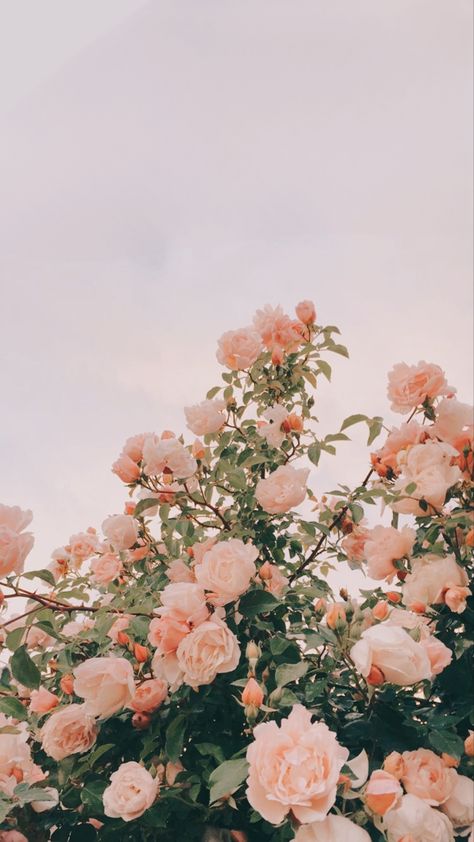 Rose Aesthetic Wallpaper, Roses Aesthetic, Rose Aesthetic, Aesthetic Wallpaper, Roses, Flowers