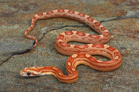 motley cornsnake sml pantherophis guttatus - Segrest Farms Cornsnake Morphs, Boop Noodle, Corn Snakes, Snake Photos, Reptile Care, Pretty Snakes, Corn Snake, Cute Snake, Pet Snake