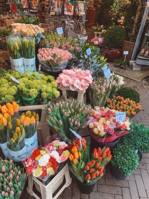 Flower Market, Pretty Things, Amsterdam, Plants, Flowers, 10 Things, Travel, Quick Saves