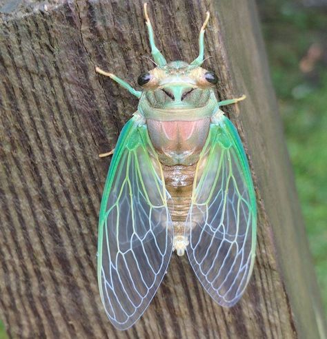 Cicada Anatomy, Cicada Diagram, Cicada Photo, Cicada Scientific Illustration, 17 Year Cicada, Cicada Coming Out Of Shell, Insect Photos, Cicada Specimen, Cool Insects