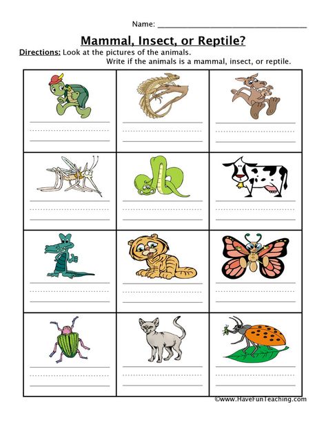 Reptile Worksheets, Classifying Animals, Exploration Activities, Animals Worksheet, Science Homeschool, Teaching Textbooks, Grade Three, Animal Classification, Science Reading