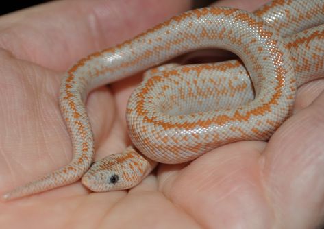 Rosy Boa 😍 Rosy Boa Snake, Rosy Boa, Snake Turtle, Pretty Snakes, Dream Pet, Funky Monkey, Reptile Room, Cold Blooded, Cute Reptiles