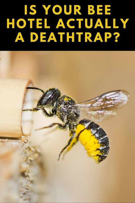 Is your bee hotel actually killing more bees? Find out here and how to fix it. Insect House Diy Bug Hotel, Bee Habitat Diy, Bee Habitat, Insect Habitat, Bee Hotels, Bug Hotels, Art Creative Ideas, Backyard Habitat, Mason Bee House