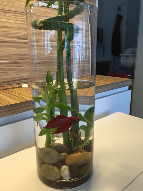 Happy Dorofy aka Betta fish in his new home (my daughter's new pet) Betta Fish Glass Vase, Garden Ideas Diy Cheap, Water Plants Indoor, Tanaman Air, Aquarium Garden, Work Desk Decor, Indoor Plants Low Light, Fish Tank Terrarium, Diy Fish Tank