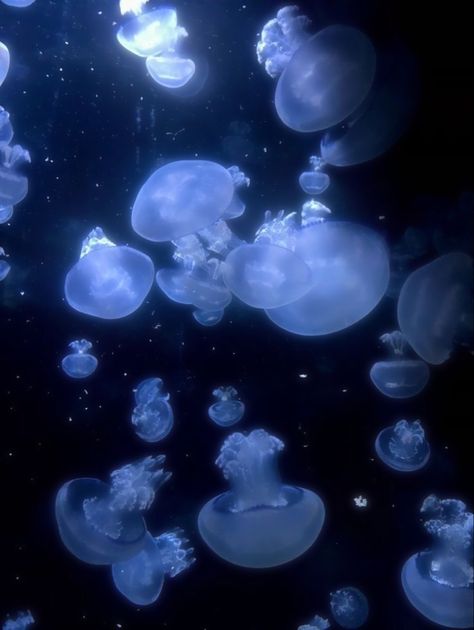 Jellyfish Aesthetic, Jellyfish Pictures, Sea Jellies, Blue Jellyfish, Silly Animals, Ocean Creatures, Marine Animals, Ocean Animals, Ocean Life