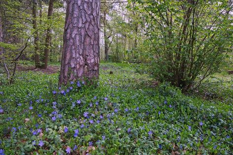 Vinca Vine, Vinca Minor, Ground Covers, Boy Hair, Forest Plants, Farm Gardens, Outdoor Ideas, Ground Cover, Front Garden